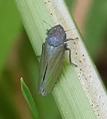 Helochara communis