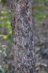 Erythrophleum chlorostachys