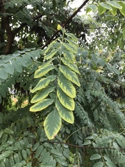 Robinia pseudoacacia