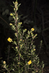 Hibbertia hypericoides hypericoides