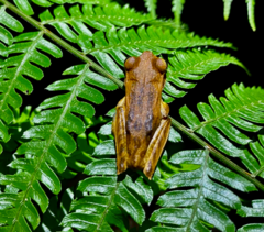 Boana bischoffi