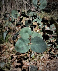 Eucalyptus dalrympleana