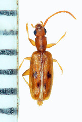 Telephanus