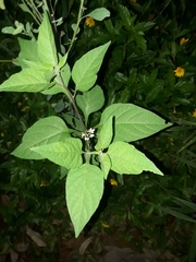 Solanum americanum