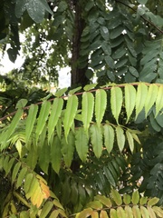 Rhus typhina