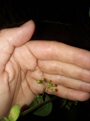 Solanum americanum
