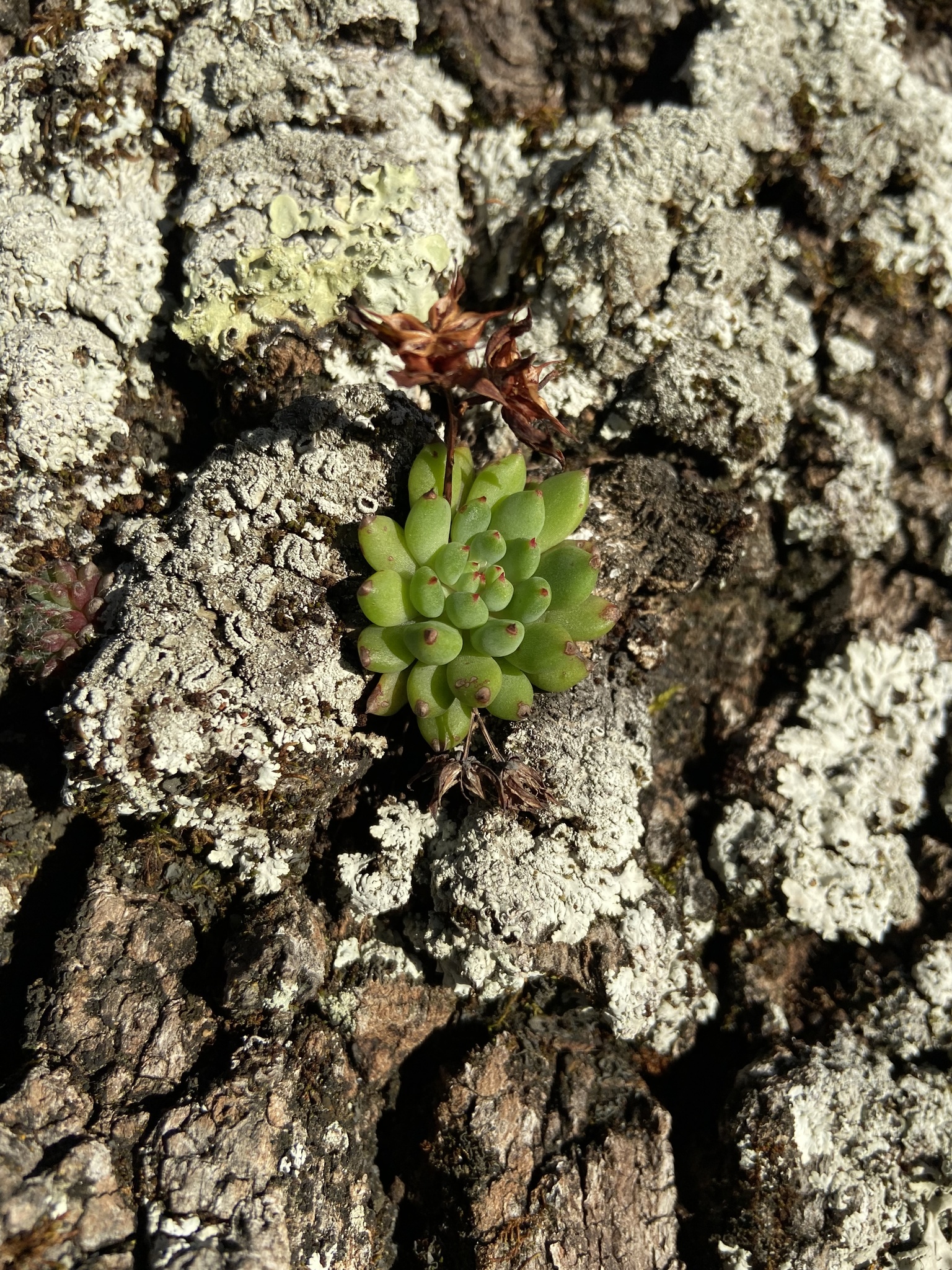 Imagem de Echeveria peluda