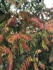 Rhus typhina