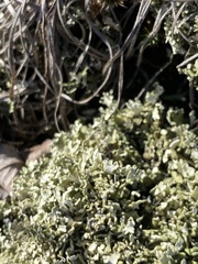 Cladonia strepsilis