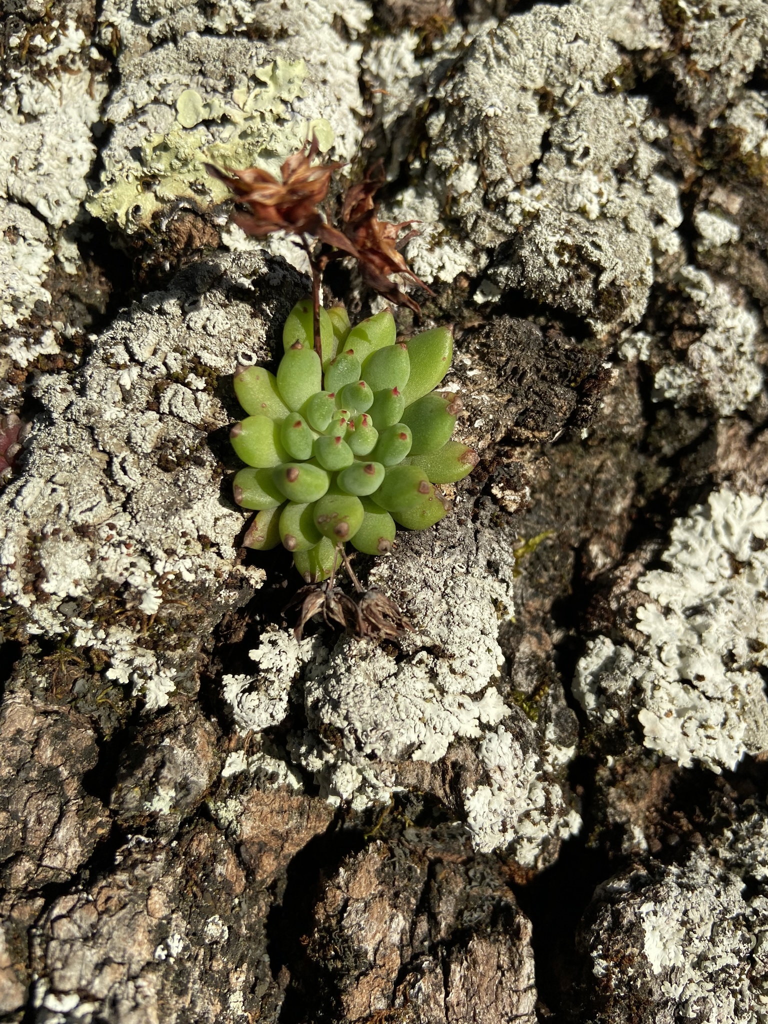 Imagem de Echeveria peluda