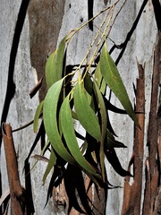 Eucalyptus dalrympleana