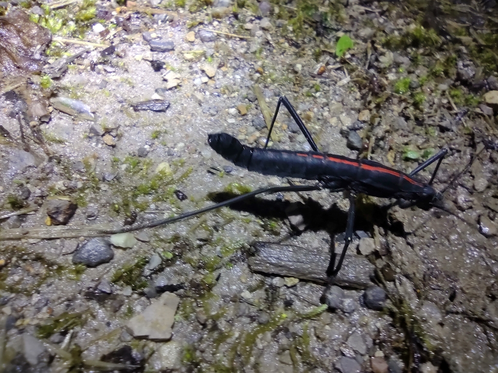 Atratomorpha rufolineata