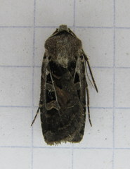 Euxoa divergens