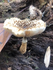 Leucopholiota