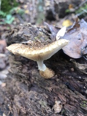 Leucopholiota