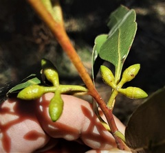 Eucalyptus dalrympleana