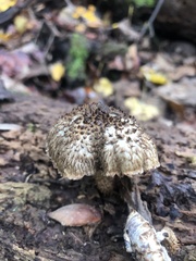 Leucopholiota