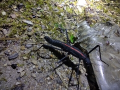 Atratomorpha rufolineata