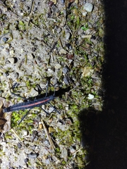 Atratomorpha rufolineata