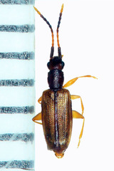 Telephanus