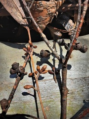 Eucalyptus dalrympleana