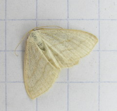 Scopula junctaria
