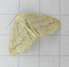 Scopula junctaria