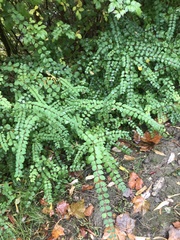 Asplenium trichomanes