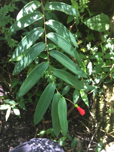 Bomarea distichifolia (Bomarea distichifolia)