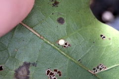 Zopheroteras hubbardi