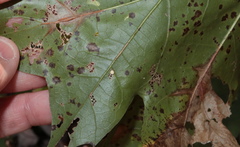 Zopheroteras hubbardi