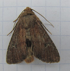 Apamea scoparia