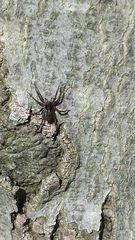 Pardosa milvina