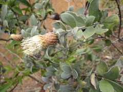 Dasyphyllum