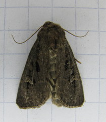 Apamea impulsa