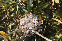 Callirhytis quercuscornigera