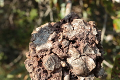 Callirhytis quercuscornigera