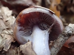 Cortinarius splendidus