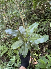Sapium laurocerasus