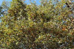 Callirhytis quercuscornigera