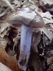 Cortinarius splendidus
