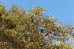 Callirhytis quercuscornigera