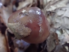 Cortinarius splendidus