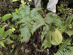 Tectaria heracleifolia