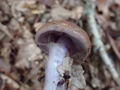 Cortinarius splendidus