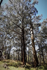 Eucalyptus fastigata