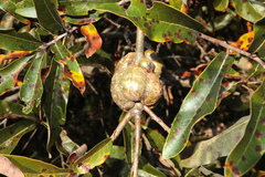 Callirhytis quercuscornigera