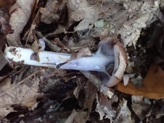 Cortinarius splendidus