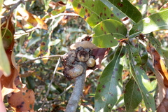 Callirhytis quercuscornigera