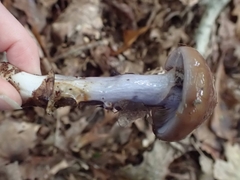 Cortinarius splendidus